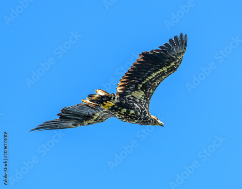 juvenile white-tailed eagle (Haliaeetus albicilla) in flight