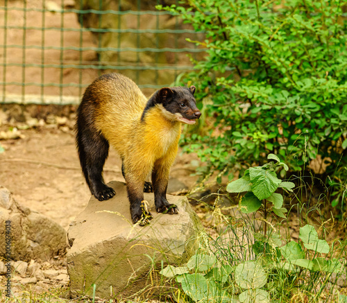 yellow-throated marten (Martes flavigula) standing on a rock