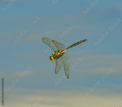 brilliant emerald dragonfly (Somatochlora metallica) in flight