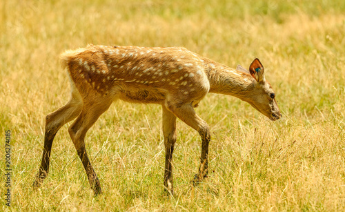 sika deer (Cervus nippon) aka Northern spotted deer or Japanese deer