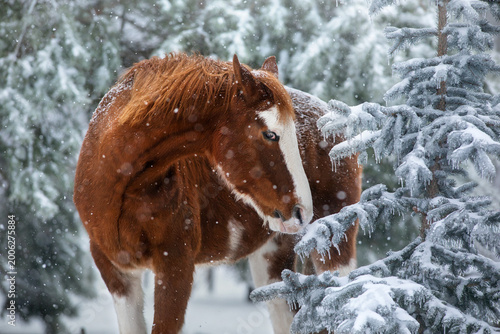 Horse in snow forest