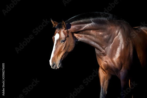 Schilderij op canvas Bay horse on black