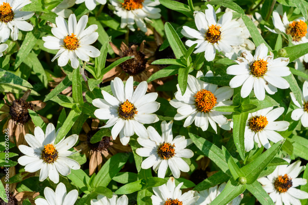 Fototapeta premium Full Bloom White Zinnia Angustifolia Flowers with Green Leaves Texture Background
