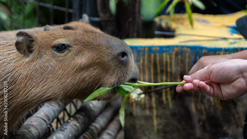 Valokuva close up of a cute capybara being hand fed fresh green leaves by a visitor at a zoo park environment, showing gentle interaction with wildlife animals