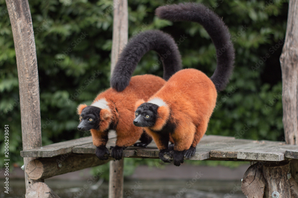 Fototapeta premium Two red ruffed lemurs standing side by side on a wooden platform in a natural zoo environment. 