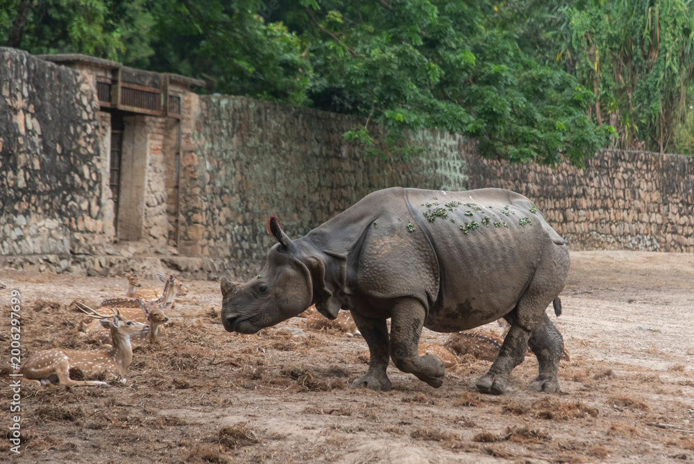 Obraz premium Great Indian one horned rhinoceros inside an enclosure in a zoo