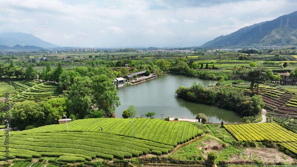 Fototapeta premium Terraced tea fields surrounding a tranquil lake with rolling mountains and rural village scenery