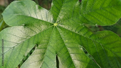 Принти на полотні Closeup of fresh green leaf with natural texture, ideal for nature, plant, and eco friendly concepts