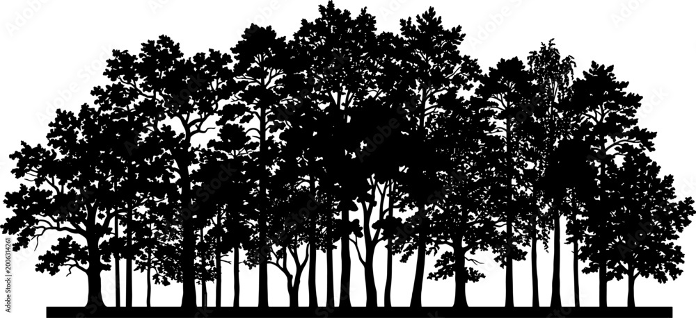Obraz premium Woodland treeline forest marks the distant horizon