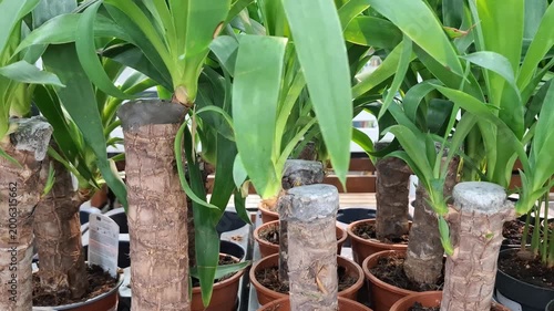 Close-up young Yucca elephantipes (Spineless Yucca) plants in brown plastic nursery pots. Thick woody trunks with wax-sealed tops, vibrant green leaves. Plant nursery, home decor, tropical houseplant 