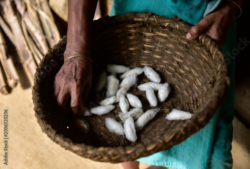 Fotografie a basket of silkworm cocoons