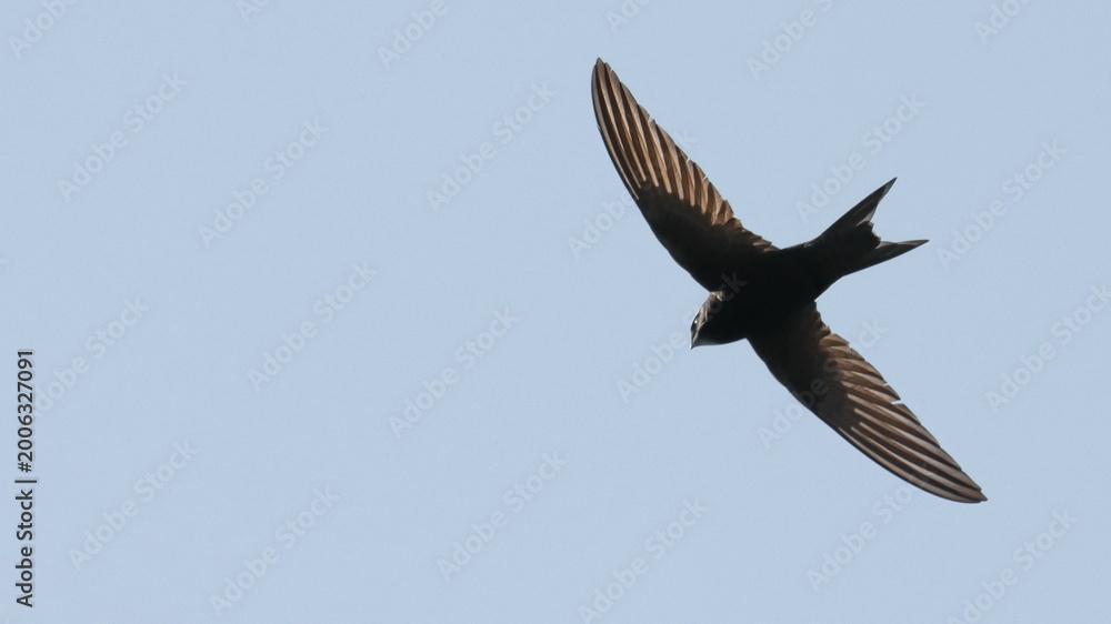 Fototapeta premium Pallid Swift in flight, Apus pallidus, birds of Montenegro