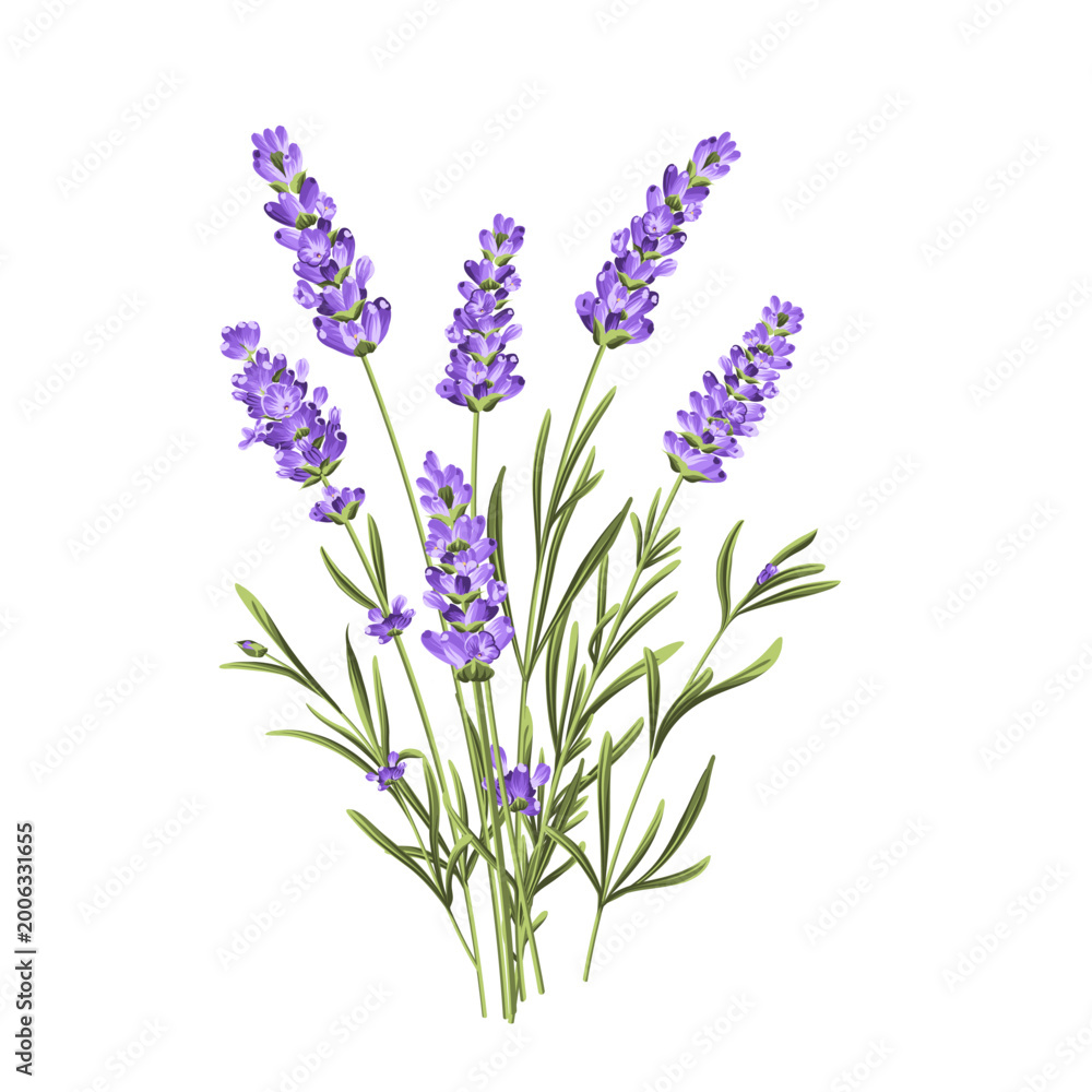 Obraz premium Elegant purple lavender bouquet on white, vector illustration