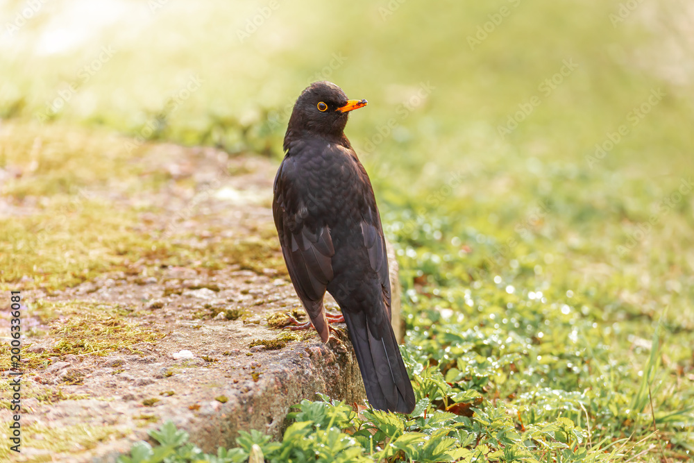 Fototapeta premium Blackbird on the grass in a spring park.