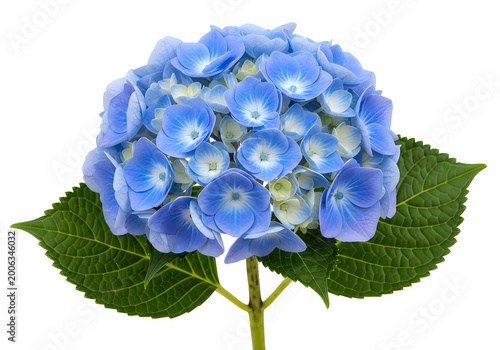 Beautiful blue hydrangea flower with green leaves isolated on white background