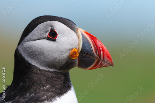 Obraz na plátne Wild Atlantic Puffin Close Up Portrait