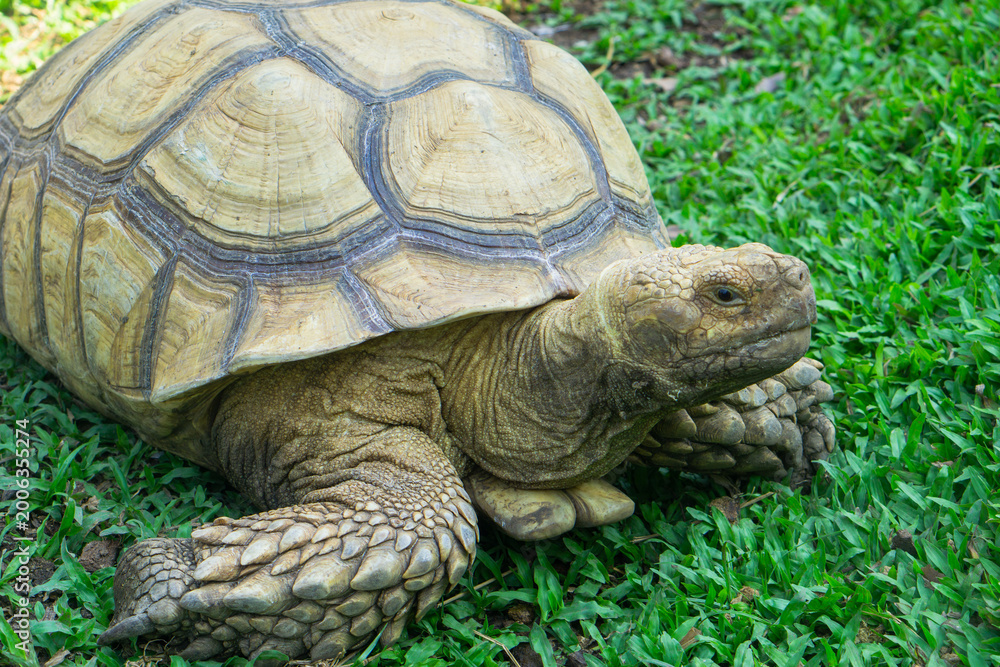 Obraz premium turtle on the grass
