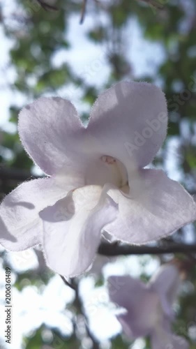 Vertical footage, Bottom-up view of flower on Empress tree, Paulownia tomentosa swaying in breeze against blue sky background, close-up, backlighting