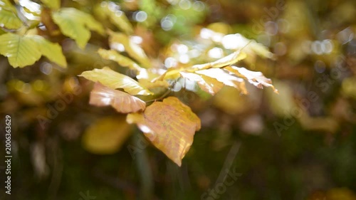 Twig with orange and yellow leaves in autumn close up, subtle motion in light breeze