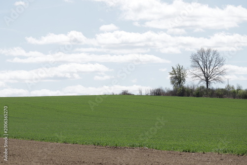 Fotografi Green Agricultural Field with Lone Tree Under Cloudy Spring Sky