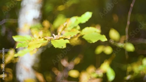 Twig with leaves changing color in autumn close up, twig moves and leaves flicker in wind