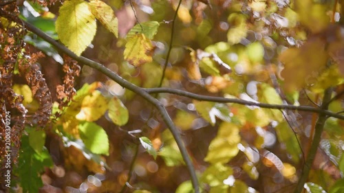 Detail from forest with autumn colours, twig and leaves starts to move in wind
