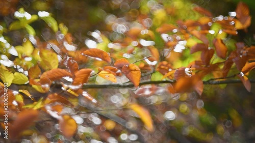 Twig with leaves in autumn colours close up, they gentle sway and insect fly through, beautiful bokeh in background