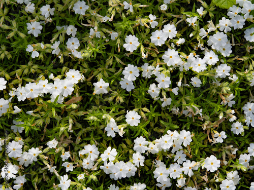 White Moss phlox, Phlox subulata, growing and bordering a flowerbed, closeup. top view