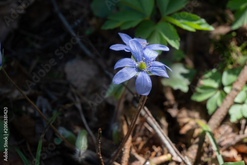 Billede på lærred A purple flower stands tall among brown branches and green leaves in a forest