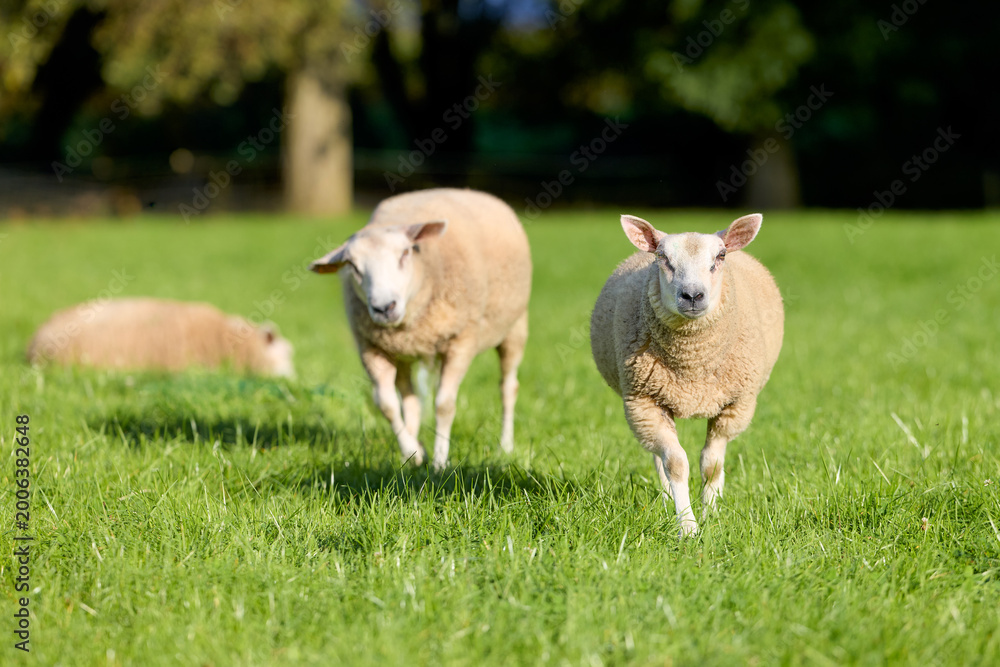 Obraz premium Two sheep trot across a vibrant green pasture, looking directly at the camera, while another rests peacefully in the background on a sunny day. Rural scene with farm animals.