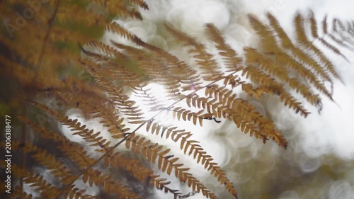 Fern in autumn close up, orange color and sun glowing in background