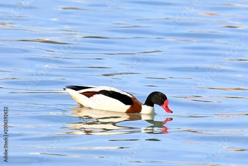 Obraz na plátně Common Shelduck, Tadorna tadorna, swimming in a salt pan in calm water