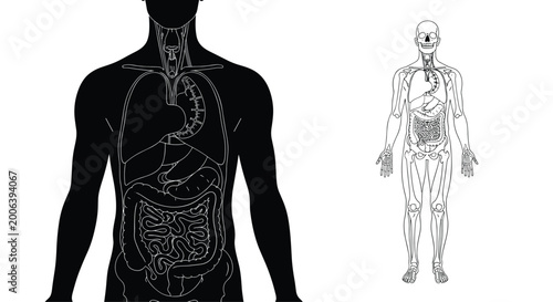 Human body silhouette showing internal organs like lungs, liver, and intestines in a medical anatomical diagram style.