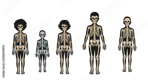Illustration showing the skeletal development and bone structure changes from childhood to adulthood stages.