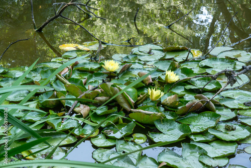 Billede på lærred Odessa, Ukraine: a yellow water lilies, likely Nuphar lutea, floating on a calm body of water