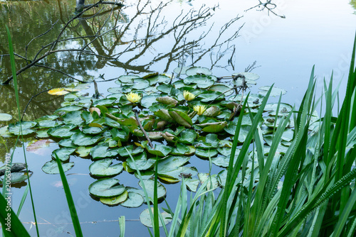 Obraz na plátně Odessa, Ukraine: a yellow water lilies, likely Nuphar lutea, floating on a calm body of water