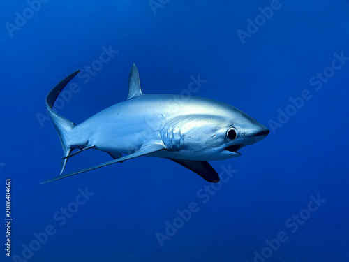 Tableau sur toile Majestic Pelagic Thresher Shark (Alopias vulpinus) with long tail swimming in cl