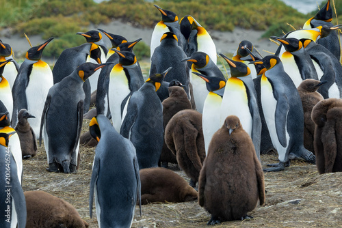Fényképezés Aptenodytes patagonicus colony