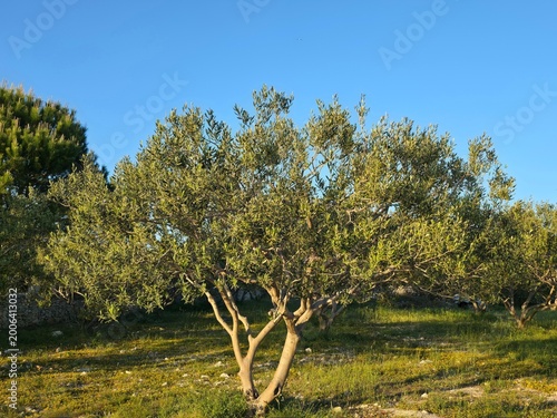 trees in the fieldGolden Light in the Olive Grove. A peaceful olive grove bathed in warm late-afternoon sunlight, where twisted trunks and silvery-green leaves create a timeless Mediterranean scene. 
