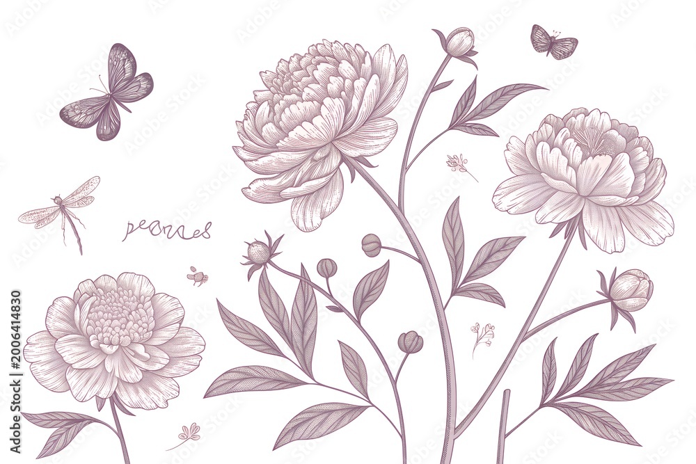 Fototapeta premium delicate botanical illustration of peonies and butterflies