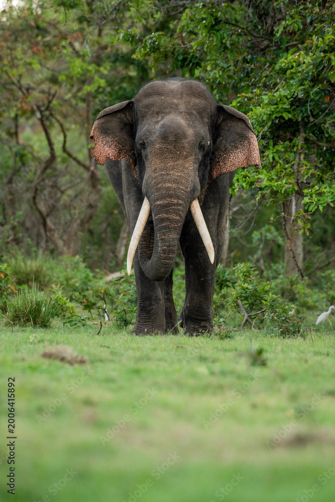 Fototapeta premium Close-up Portrait of a Wild Sri Lankan Elephant Tusker in the Forest