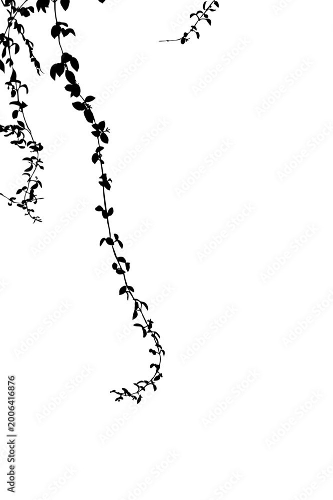 Obraz premium Isolated black silhouette of hanging vine leaves on white background, perfect for minimalist nature-inspired designs, botanical art, and floral borders.