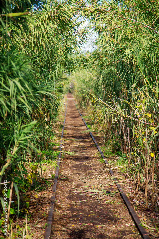 Fototapeta premium rail tracks in the forest