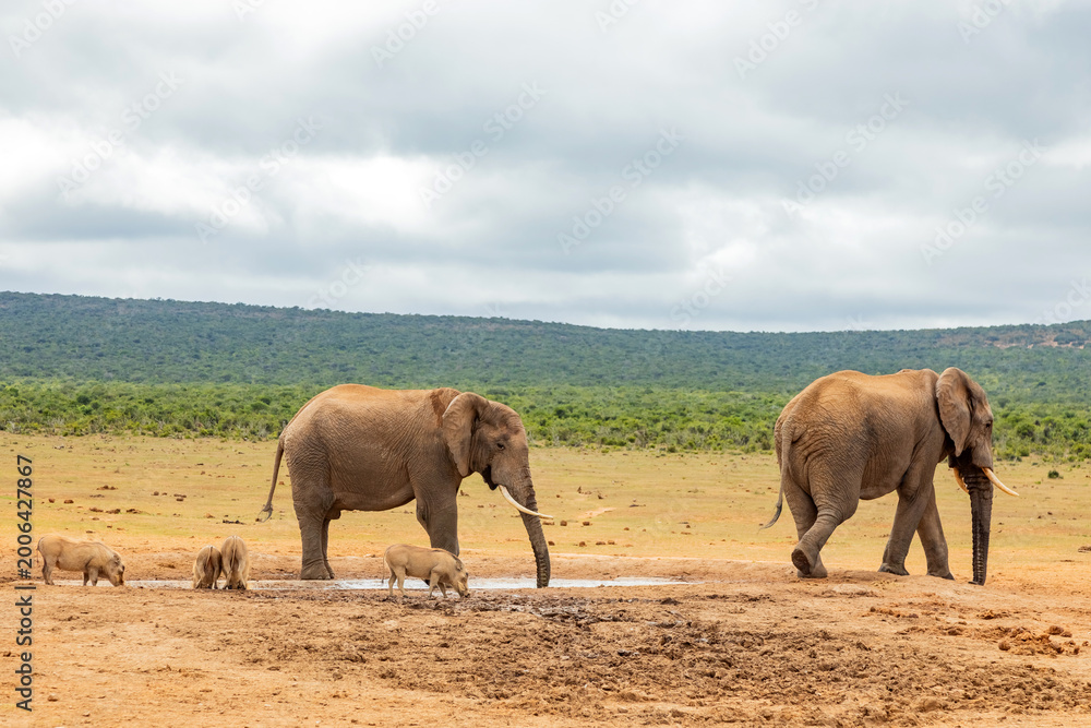 Naklejka premium Elephant in Addo Elephant Safari Park