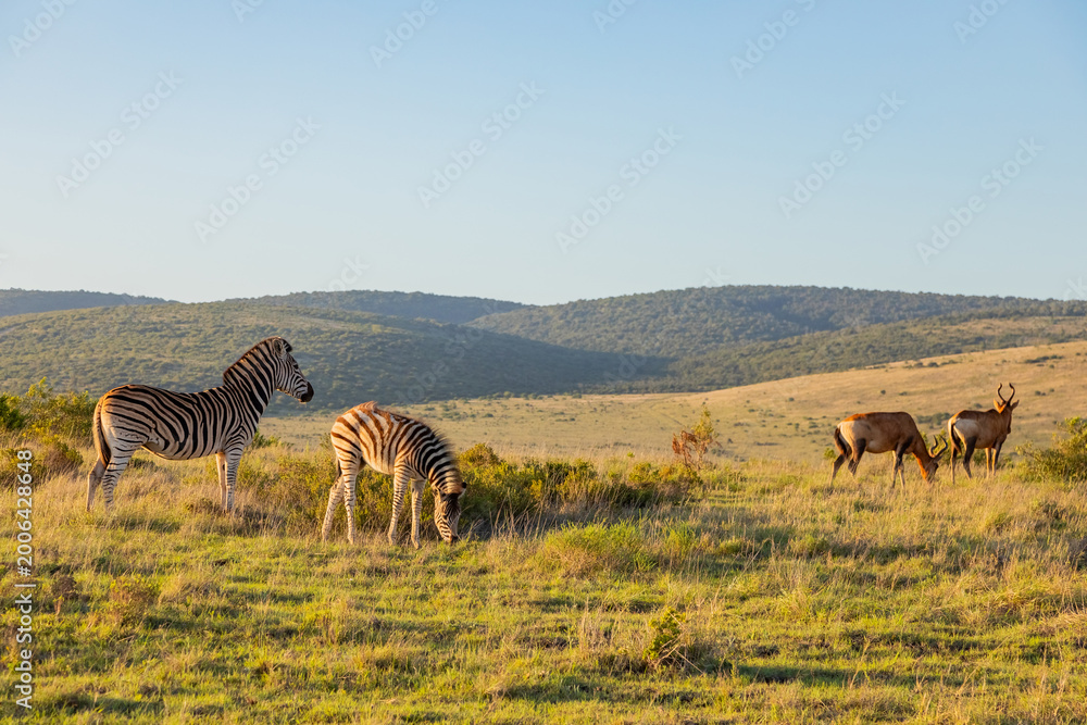 Fototapeta premium Zebra in Addo Elephant Safari Park