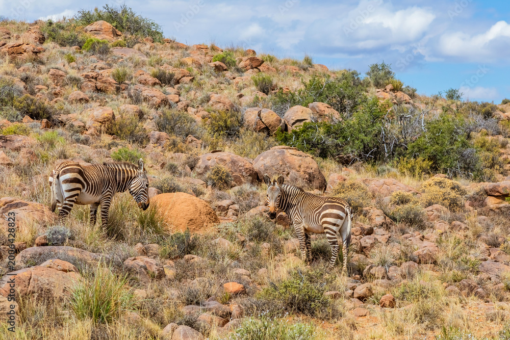 Fototapeta premium Mountain Zebra grazing in Karoo game reserve