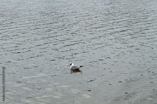 A seagull floating on ripples on the water's surface