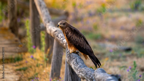 Fotografie black kite wathcing the sunset in Andalucia,
