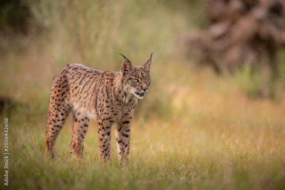 Obraz premium Side Profile of Iberian Lynx Standing in Meadow