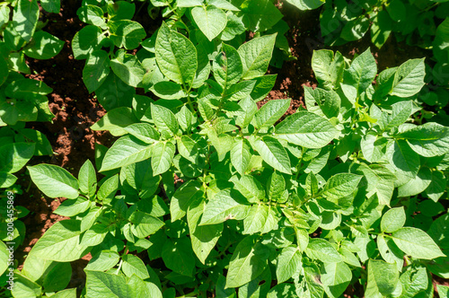Cuadro en lienzo Potato plants grown during the rainy season in Don Duong, Lam Dong